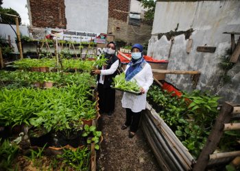 Urban farming Buruan Sae