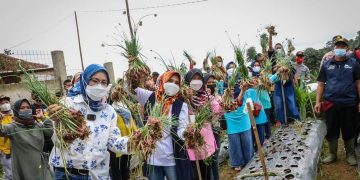 panen raya bawang merah