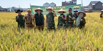 panen raya padi di rancasari