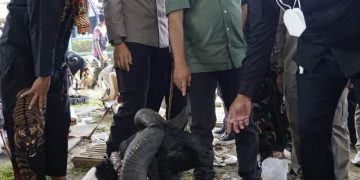 ketangkasan domba garut