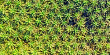 pangsa pasar minyak sawit