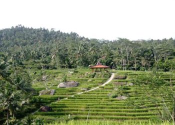 Pesona terasering Bojongsari