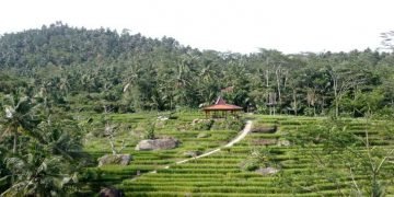 Pesona terasering Bojongsari