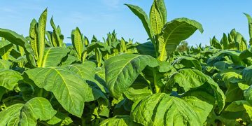 Tanaman tembakau koperasi di sumedang