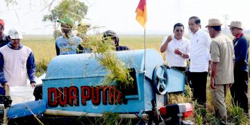 Jokowi panen raya padi