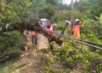 Pasca bencana angin kencang pohon tumbang