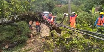 Pasca bencana angin kencang pohon tumbang