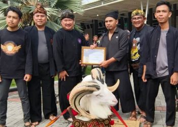 domba garut