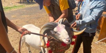 Pasar domba unggulan