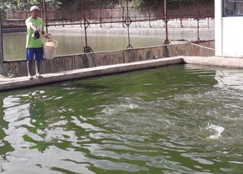 Pengembangan ikan tagih di kolam air tawar oleh petani ikan di Kabupaten Sumedang