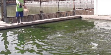 Pengembangan ikan tagih di kolam air tawar oleh petani ikan di Kabupaten Sumedang