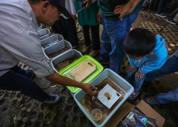 hanggar budidaya magot