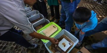 hanggar budidaya magot