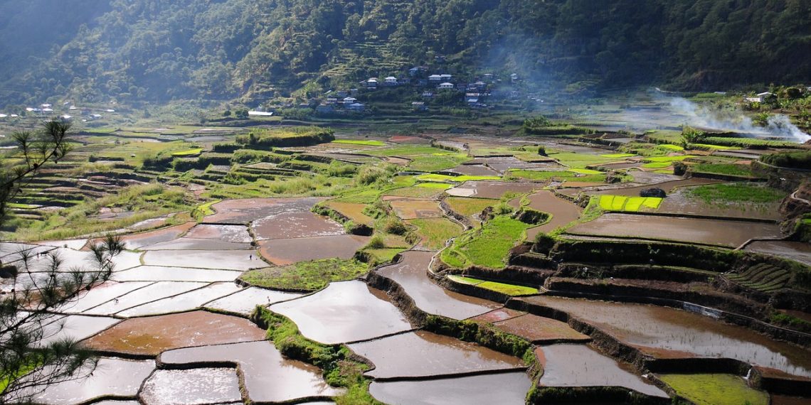 usaha pertanian lahan sawah