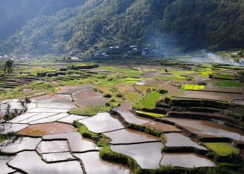 usaha pertanian lahan sawah