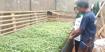 Petani bibit tanaman