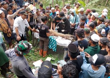Petugas Polsek Kalibunder dan BKSDA Jabar berhasil menyelamatkan seekor macan tutul jantan di Kampung Cikalaces, Desa Sekarsari, Kecamatan Kalibunder, Kabupaten Sukabumi, setelah terjerat perangkap babi liar milik warga, Rabu (27/12/2023). (Foto: Istimewa)