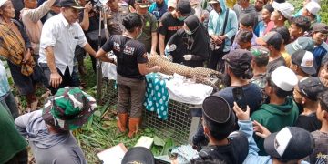Petugas Polsek Kalibunder dan BKSDA Jabar berhasil menyelamatkan seekor macan tutul jantan di Kampung Cikalaces, Desa Sekarsari, Kecamatan Kalibunder, Kabupaten Sukabumi, setelah terjerat perangkap babi liar milik warga, Rabu (27/12/2023). (Foto: Istimewa)