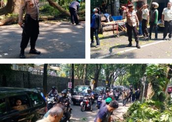 Pohon Tumbang Jalan Tamansari