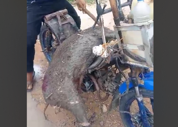 Babi hutan seruduk warga berhasil dilumpuhkan