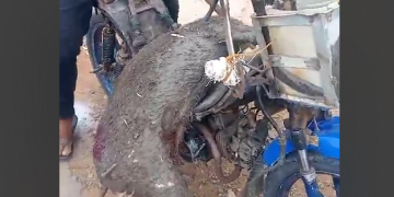 Babi hutan seruduk warga berhasil dilumpuhkan