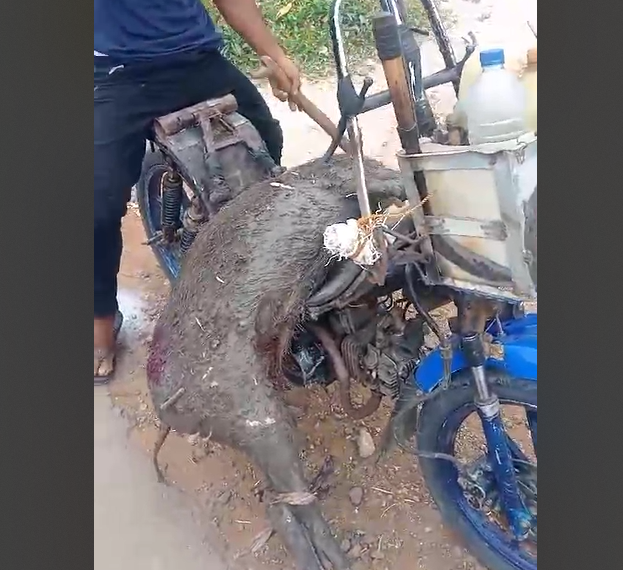 Babi hutan seruduk warga berhasil dilumpuhkan