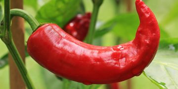 cabai merah menyumbang inflasi jabar