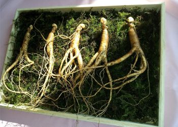 Ginseng
