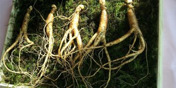 Ginseng