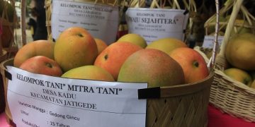 ekspor Mangga gedong gincu