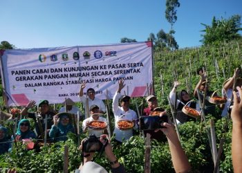 Panen cabai serentak di Garut