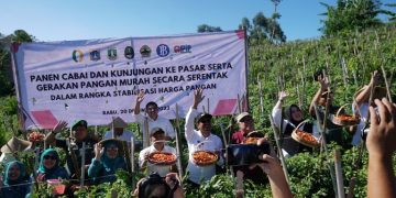Panen cabai serentak di Garut