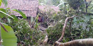 Rumah Nenek Darsih Tertimpa Pohon Tumbang