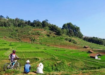 Asuransi pertanian dengan nama Program Asuransi Usaha Tani Padi terus digulirkan Dinas Pertanian dan Ketahanan Pangan (DPKP) Kabupaten Sumedang.