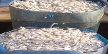 Ikan Pepetek Bendungan Jatigede