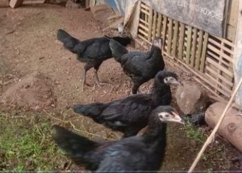 Bantuan ayam ternak