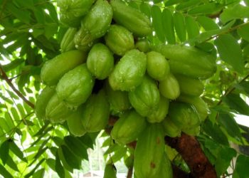 Belimbing sayur atau wuluh