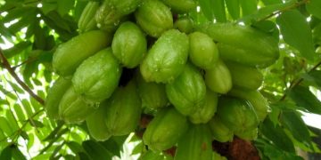 Belimbing sayur atau wuluh