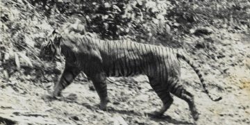 Harimau Jawa