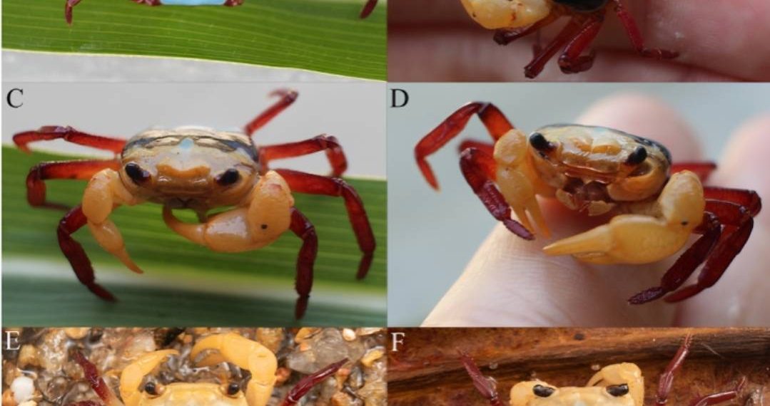 Gambar perdana dari spesies kepiting tiga warna ini diambil oleh Noplentinus, warga Kabupaten Sintang di Provinsi Kalimantan Barat yang memposting foto-fotonya secara online.