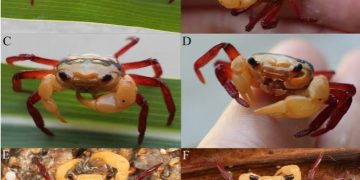 Gambar perdana dari spesies kepiting tiga warna ini diambil oleh Noplentinus, warga Kabupaten Sintang di Provinsi Kalimantan Barat yang memposting foto-fotonya secara online.