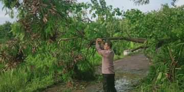Polisi evakuasi pohon tumbang melintang di tengah jalan di Blok Dongkol Desa Asem Kecamatan Lemahabang Kabupaten Cirebon.
