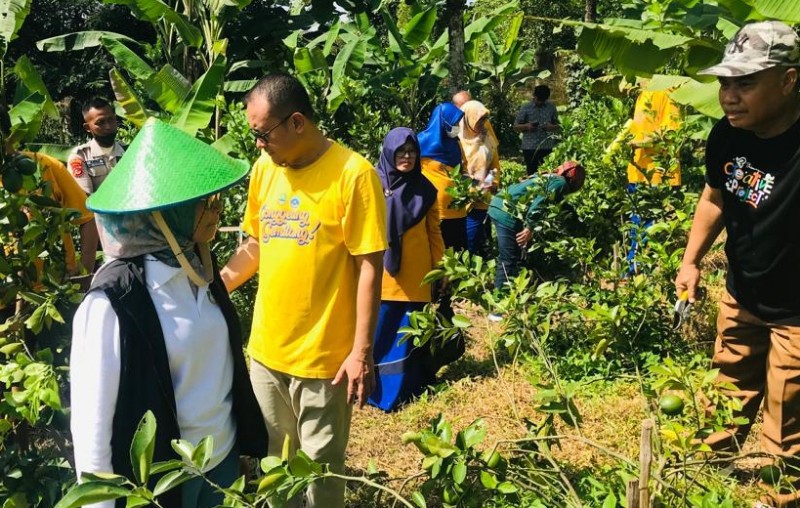 Kebun lemon SMA Conggeang Sumedang