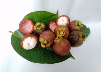 Buah Manggis