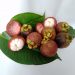 Buah Manggis,hilirisasi buah tropis