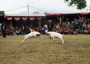 Penjabat (Pj) Bupati Garut, Barnas Adjidin, hadir dalam Pergelaran Seni Ketangkasan Domba Garut, Kampung Jareged, Desa Neglasari, Kecamatan Kadungora, Kabupaten Garut, Sabtu (9/3/2024). Kehadirannya memperkuat komitmen dalam melestarikan warisan budaya dan seni ketangkasan domba Garut.