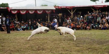 Penjabat (Pj) Bupati Garut, Barnas Adjidin, hadir dalam Pergelaran Seni Ketangkasan Domba Garut, Kampung Jareged, Desa Neglasari, Kecamatan Kadungora, Kabupaten Garut, Sabtu (9/3/2024). Kehadirannya memperkuat komitmen dalam melestarikan warisan budaya dan seni ketangkasan domba Garut.