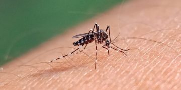 Nyamuk demam berdarah