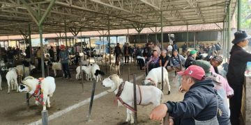 Pemkab Sumedang telah menetapkan target Pendapatan Asli Daerah (PAD) Pasar Hewan Tanjungsari tahun 2024 ini naik dari tahun sebelumnya.