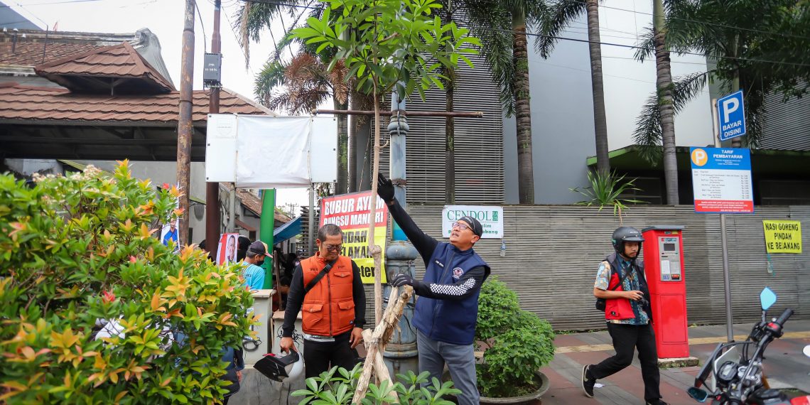 Sekretaris Daerah Kota Bandung, Ema Sumarna menyebut, kehadiran pohon pule di kawasan Jalan Sudirman merupakan upaya menghijaukan kembali kawasan ini. Sekitar 80 persen pohon pule yang ditanam, tumbuh dalam keadaan yang baik.